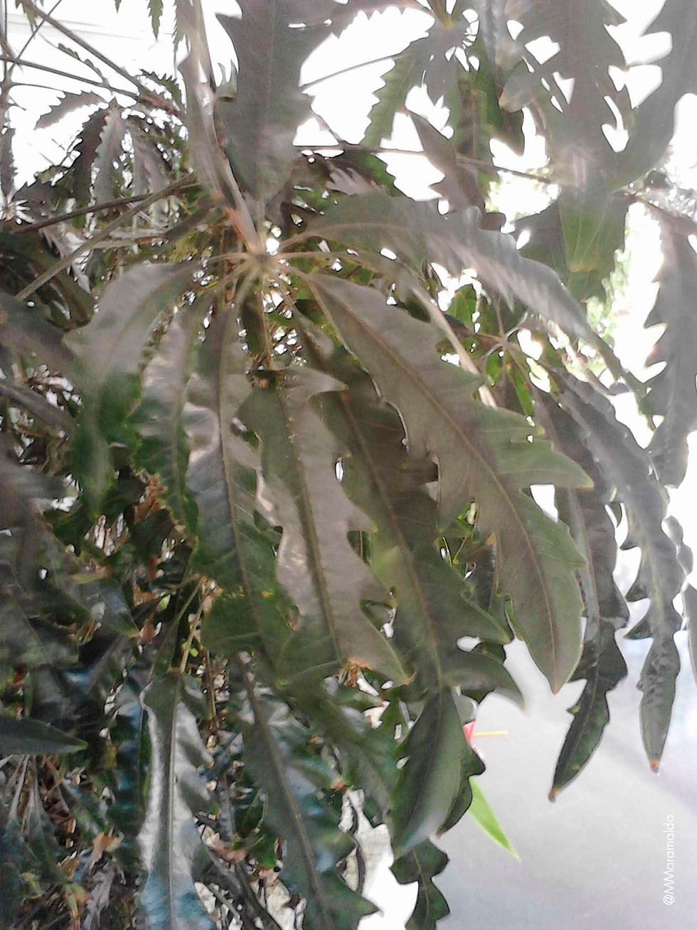 Falsa-arália - Plerandra elegantissima (Veitch ex Mast.) Lowry, G.M. Plunkett & Frodin