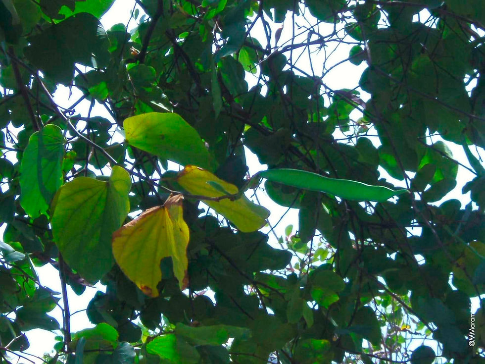 Pata-de-vaca - Bauhinia forficata Link