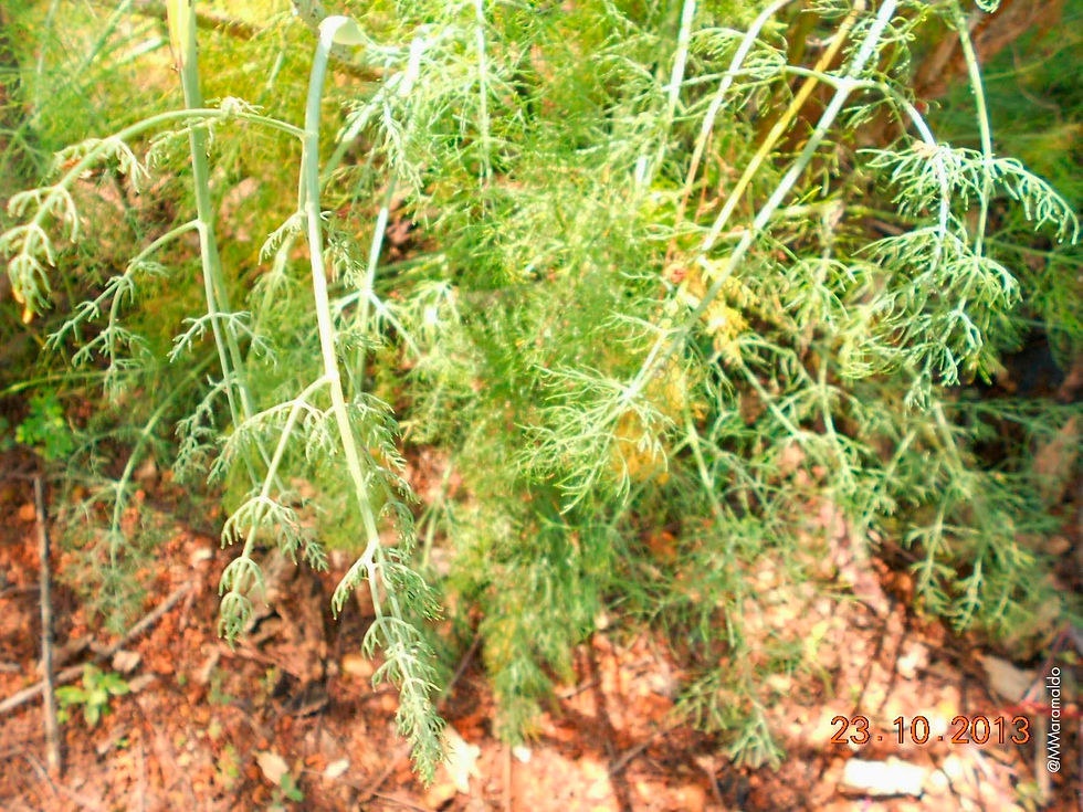 Erva-doce - Foeniculum vulgare Mill