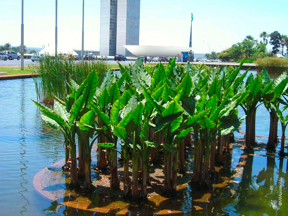 Banana d'água - Typhonodorum lindleyanum  Schott