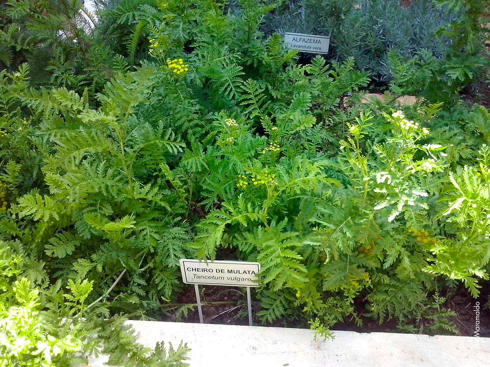 Tanaceto - Tanacetum vulgare L.