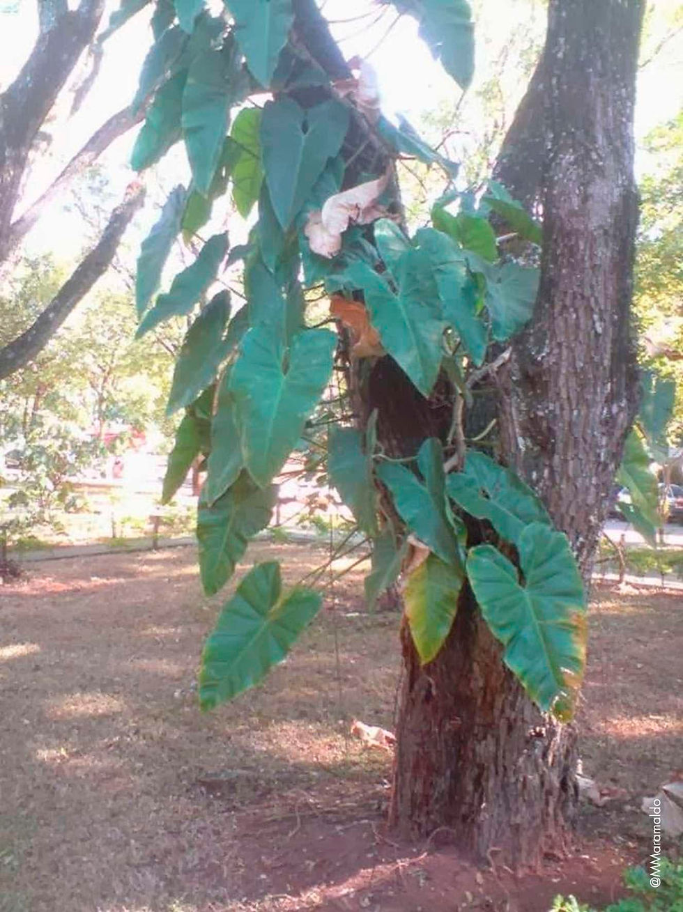 Cipó Imbé - Philodendron imbe hort. ex Engl.