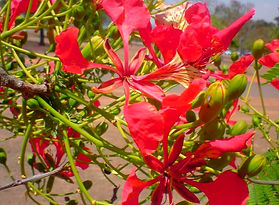 Flamboyant (Delonix regia)