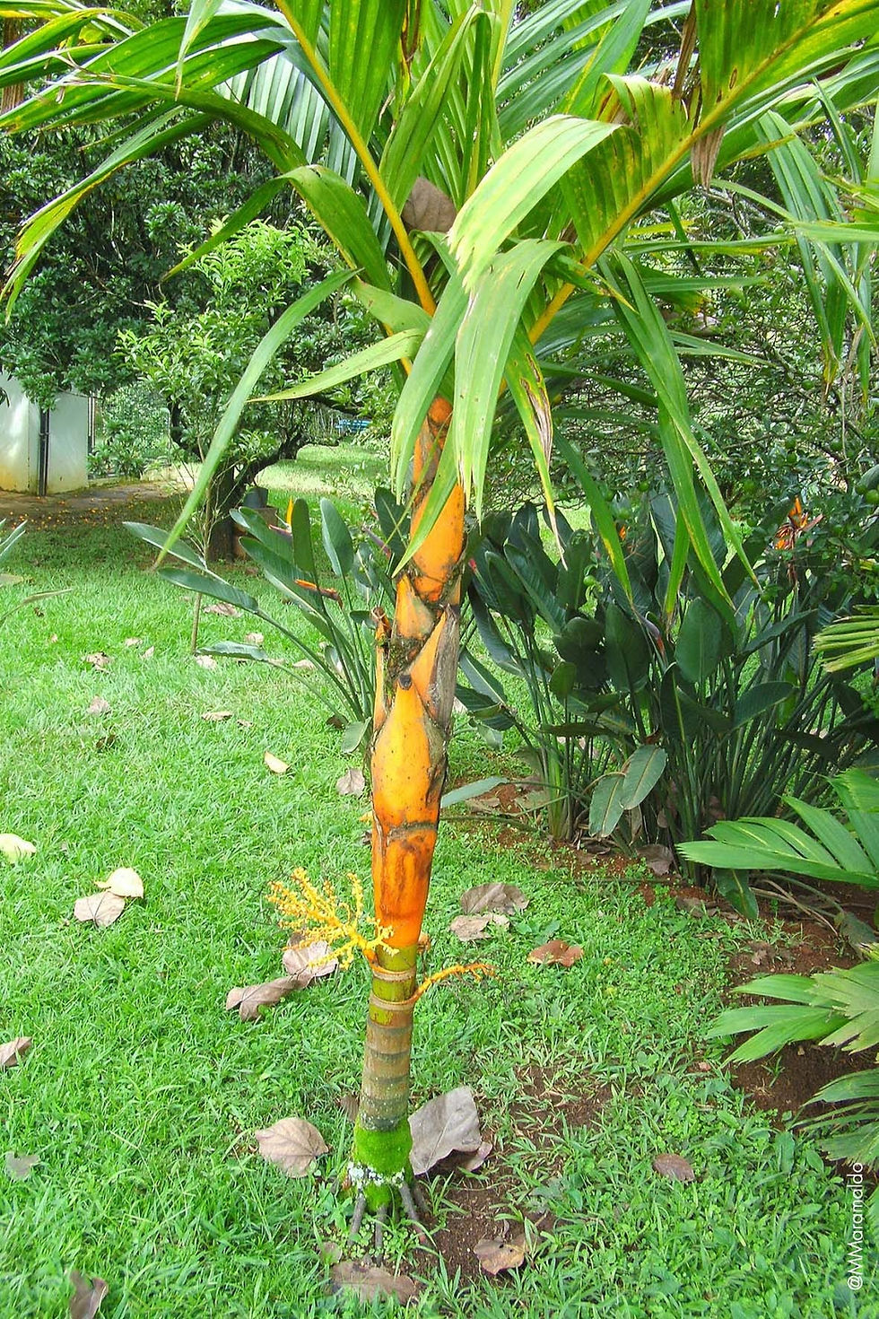Palmeira Areca-dourada - Areca vestiaria Gisek