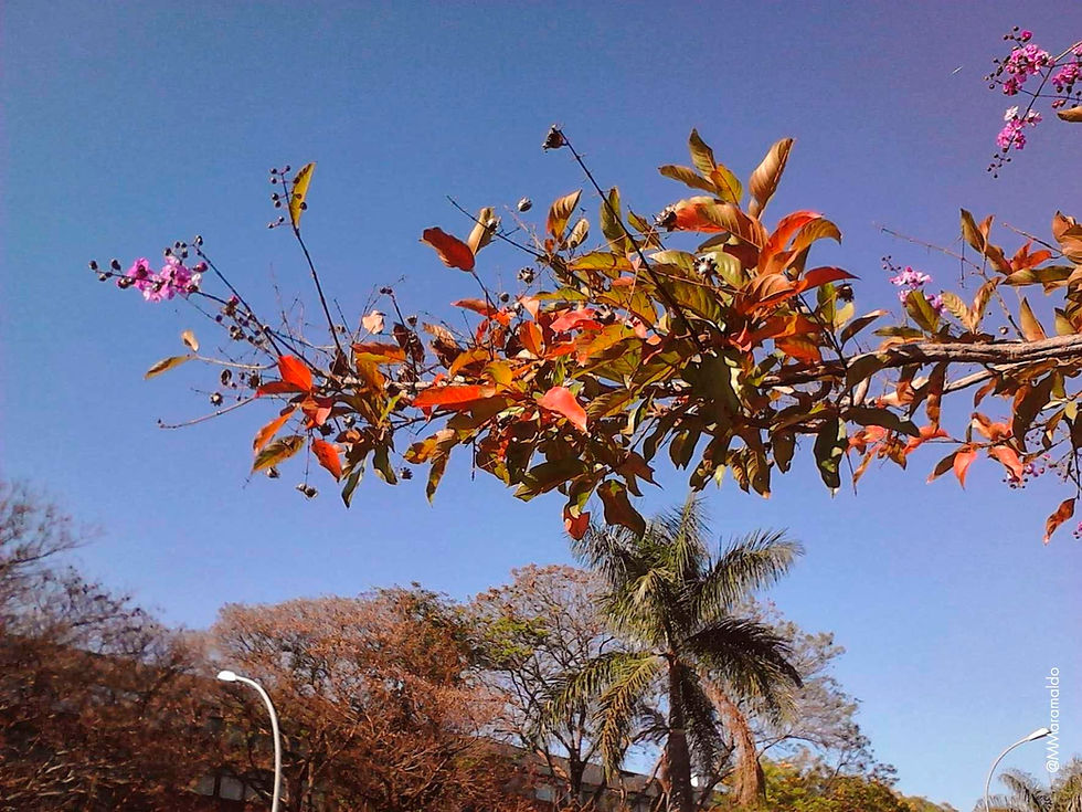 Pau-de-rosas - Physocalymma scaberrimum Pohl