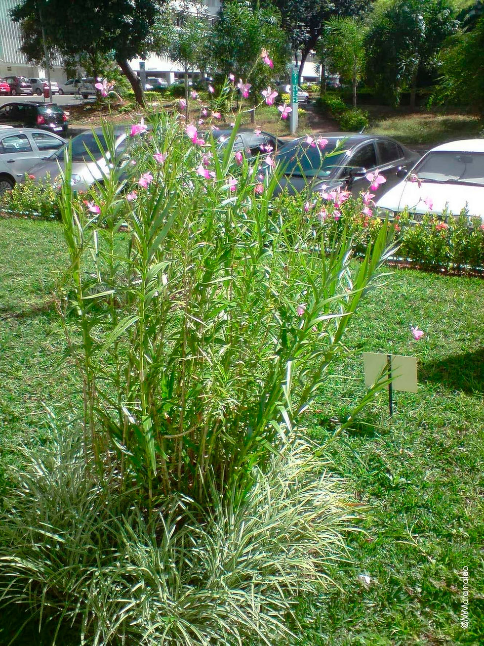 Orquídea-bambu - Arundina graminifolia (D.Don) Hochr
