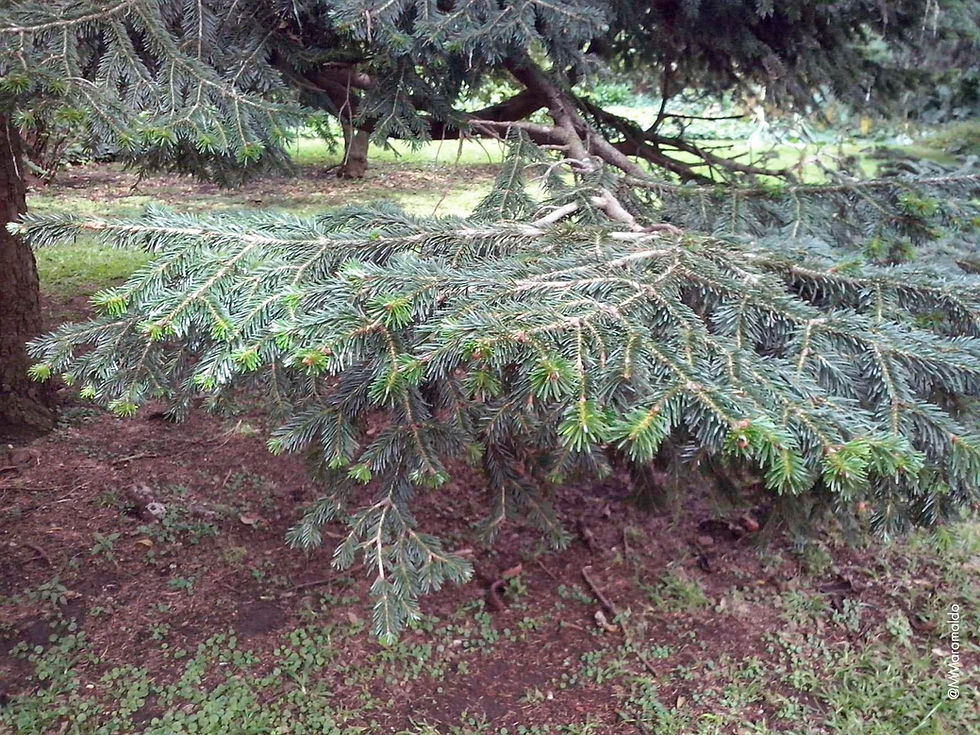 Cedro do Himalaia - Cedrus deodara (Roxb. ex D.Don) G.Don