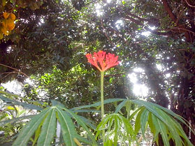 Flor Coral (Jatropha multifida)