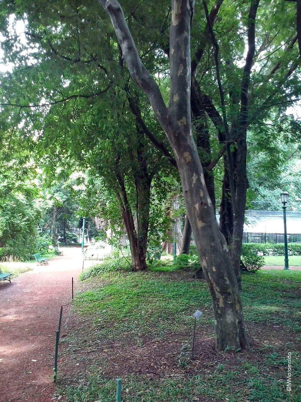 Pau-ferro - Libidibia paraguariensis (D.Parodi) G.P.Lewis