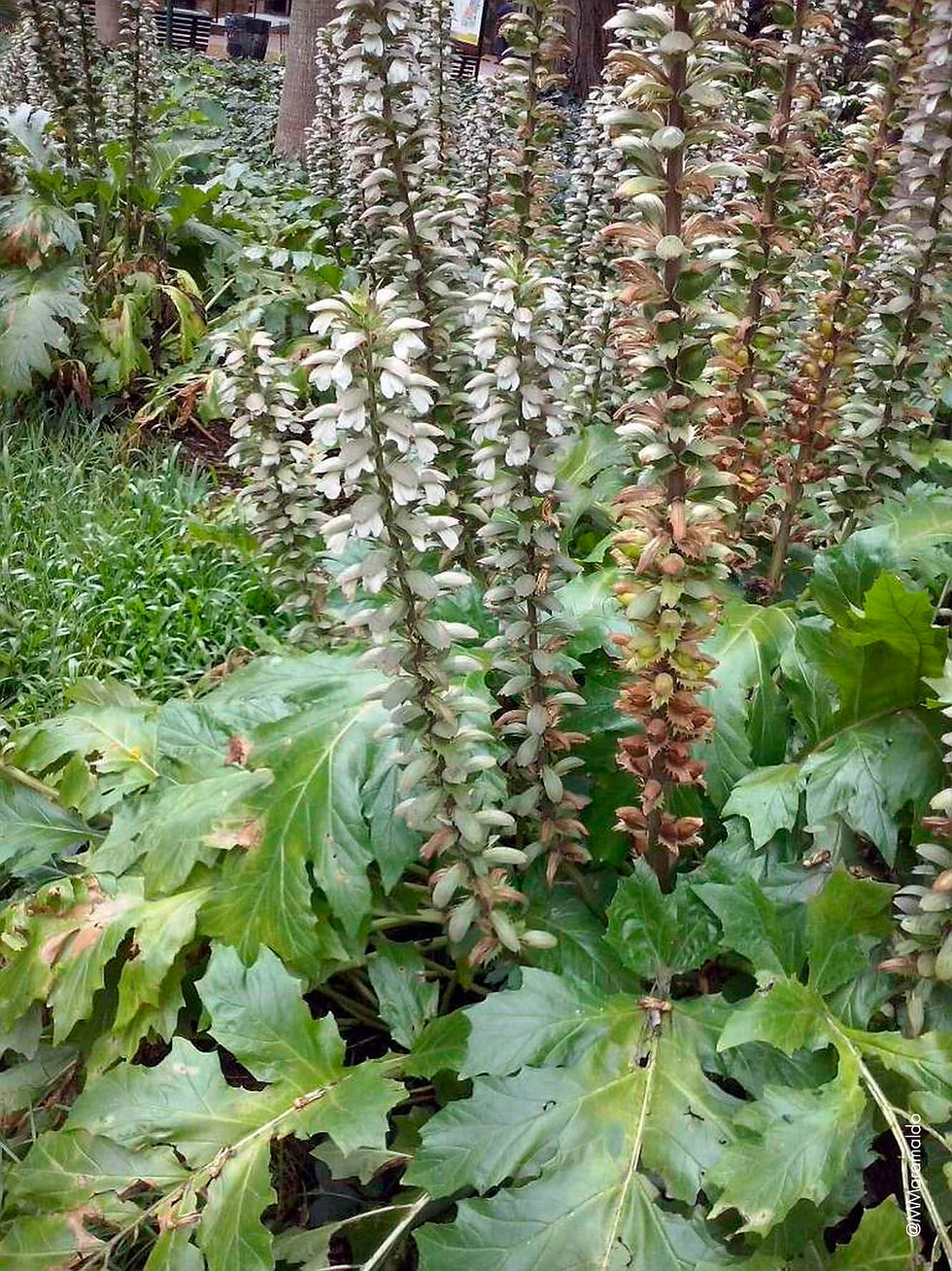 Acanto-manso (Acanthus mollis)
