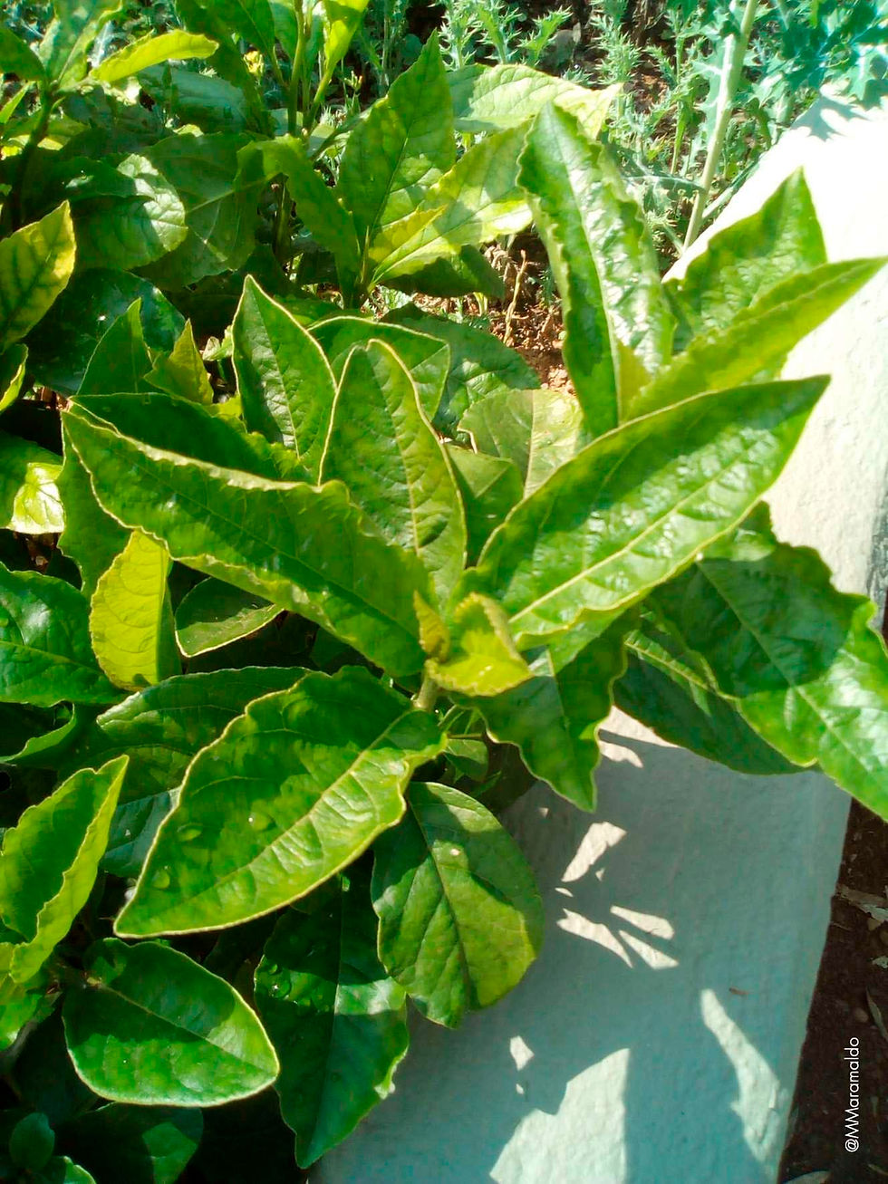 Guiné - Petiveria alliacea L.