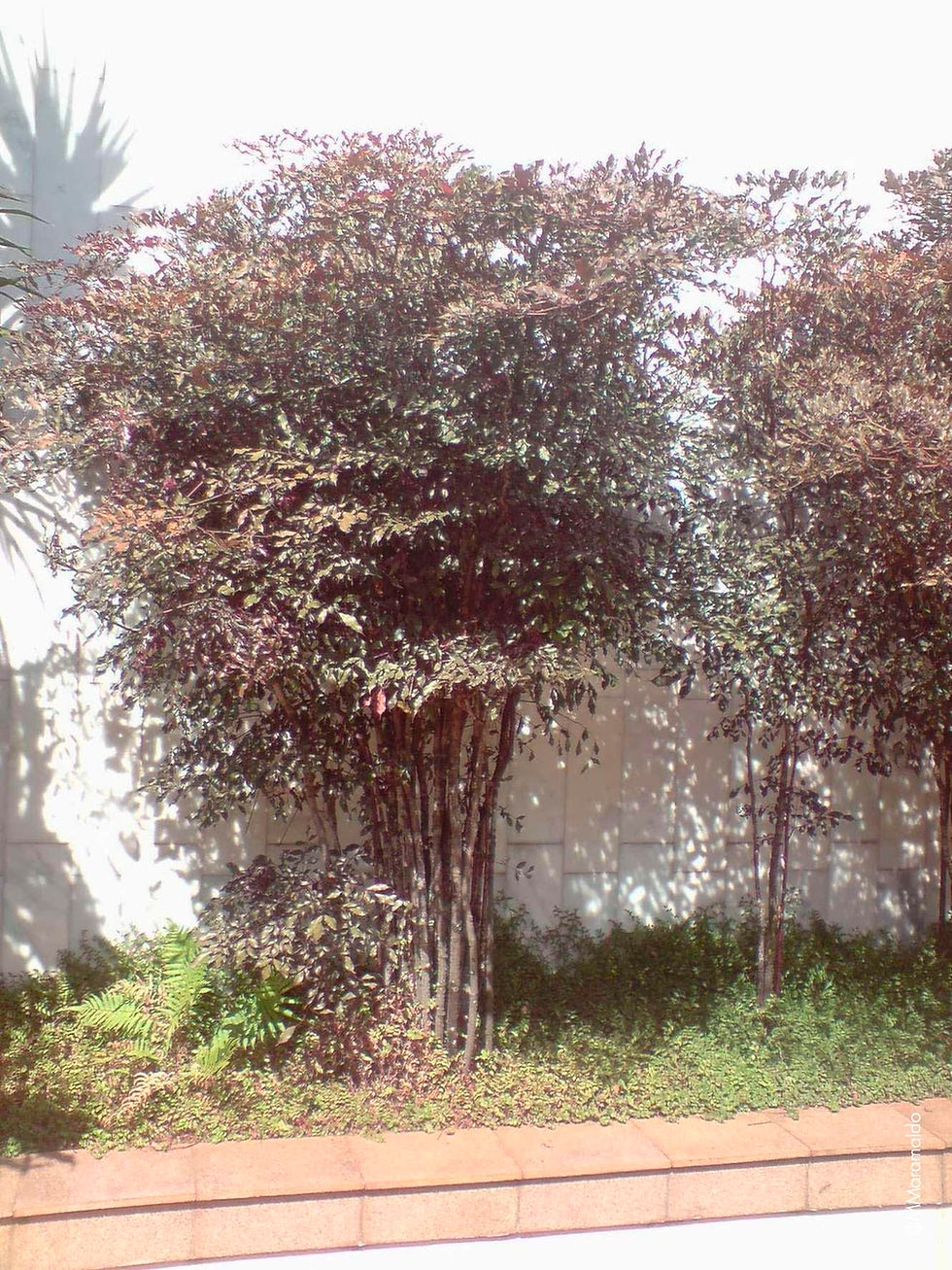 Leia-rubra - Leea rubra Blume ex Spreng