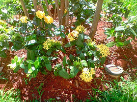 Ixora (Ixora coccinea)