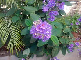 Orelha de Onça (Tibouchina heteromalla)