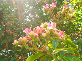 Ora-pro-nobis (Pereskia grandifolia)
