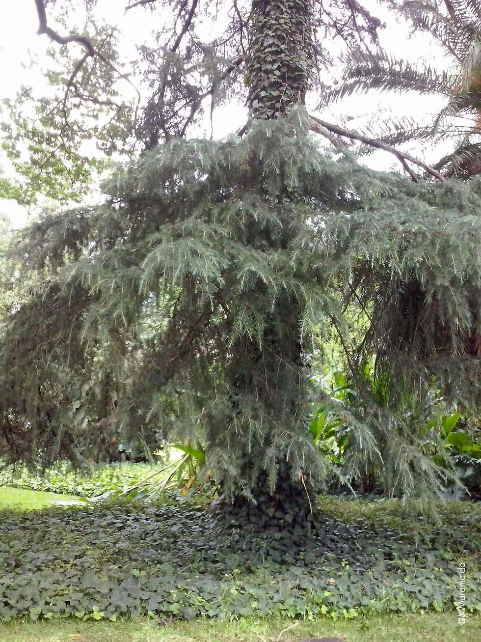 Cedro do Himalaia - Cedrus deodara (Roxb. ex D.Don) G.Don