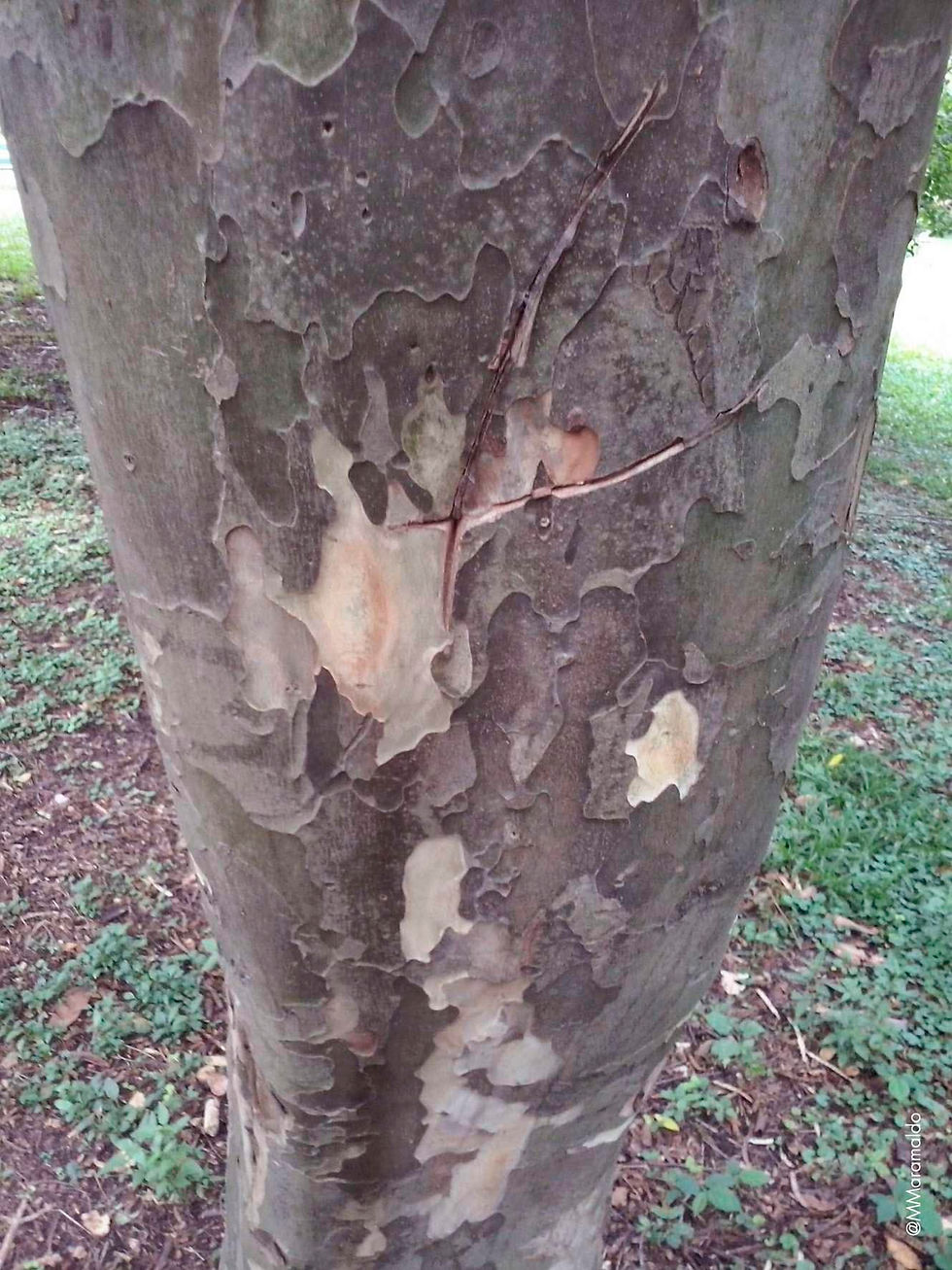 Pau-ferro - Libidibia paraguariensis (D.Parodi) G.P.Lewis