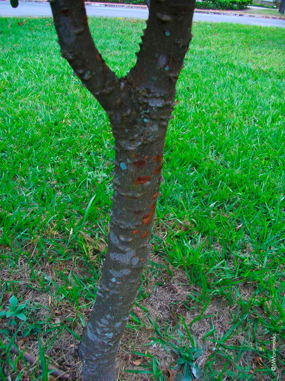 Pau-Brasil - Paubrasilia echinata Lam. — Gagnon, H.C.Lima & G.P.Lewis