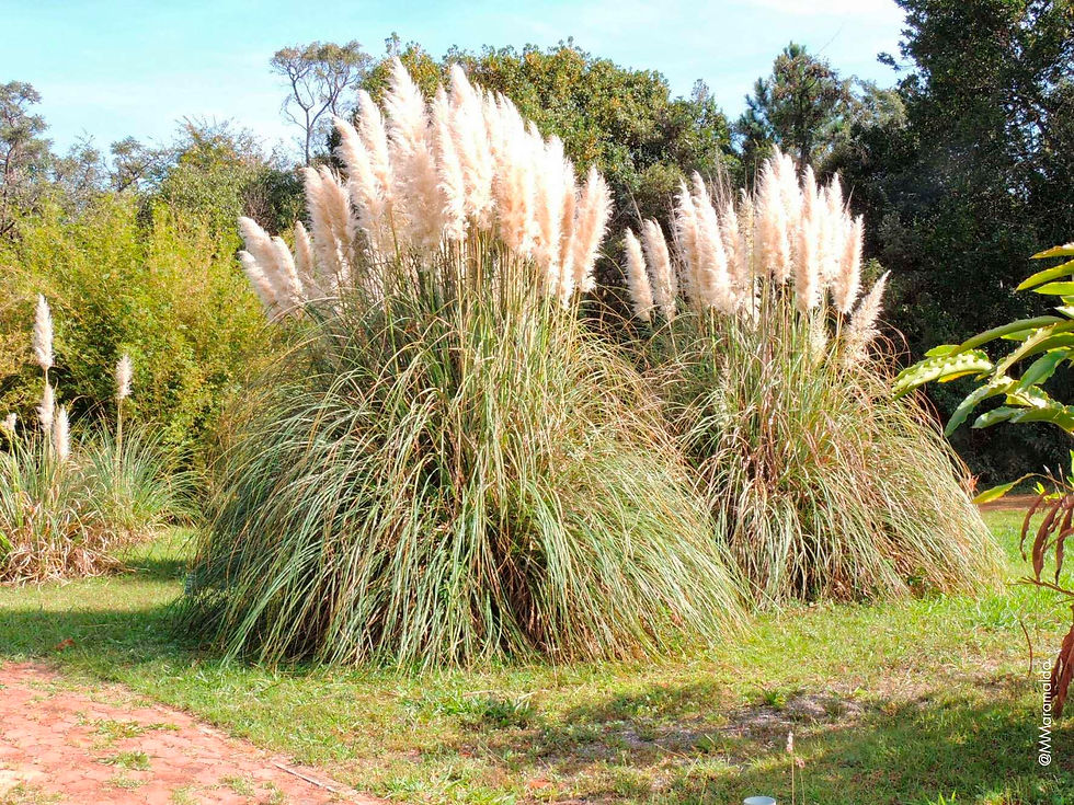 Capim dos Pampas - Cortaderia selloana (Schult. & Schult.f.) Asch. & Graebn.