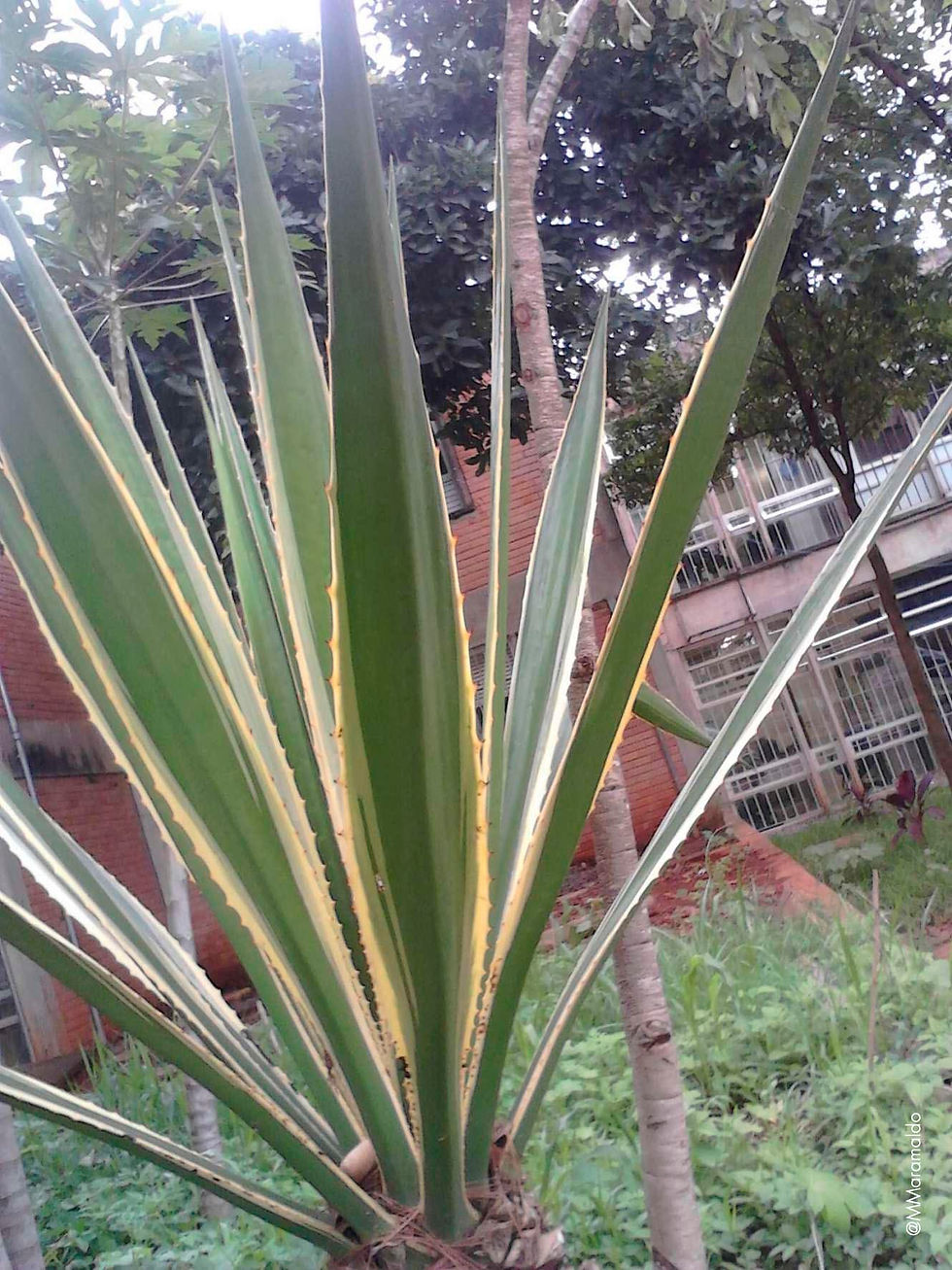 Furcréia - Furcraea selloa K.Koch