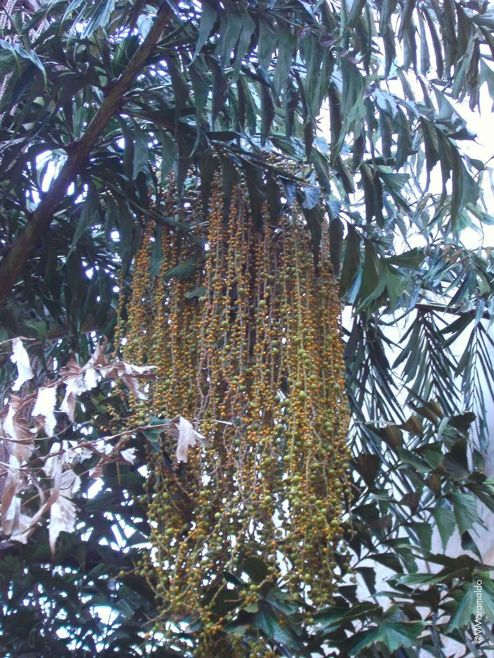 Palmeira Rabo-de-peixe - Caryota urens L.