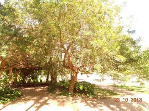 Aroeira Vermelha - Schinus terebinthifolia Radd