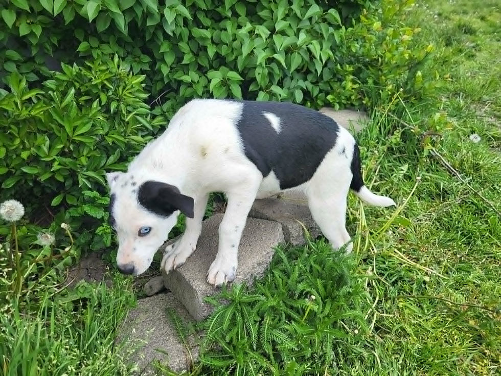 Bandit