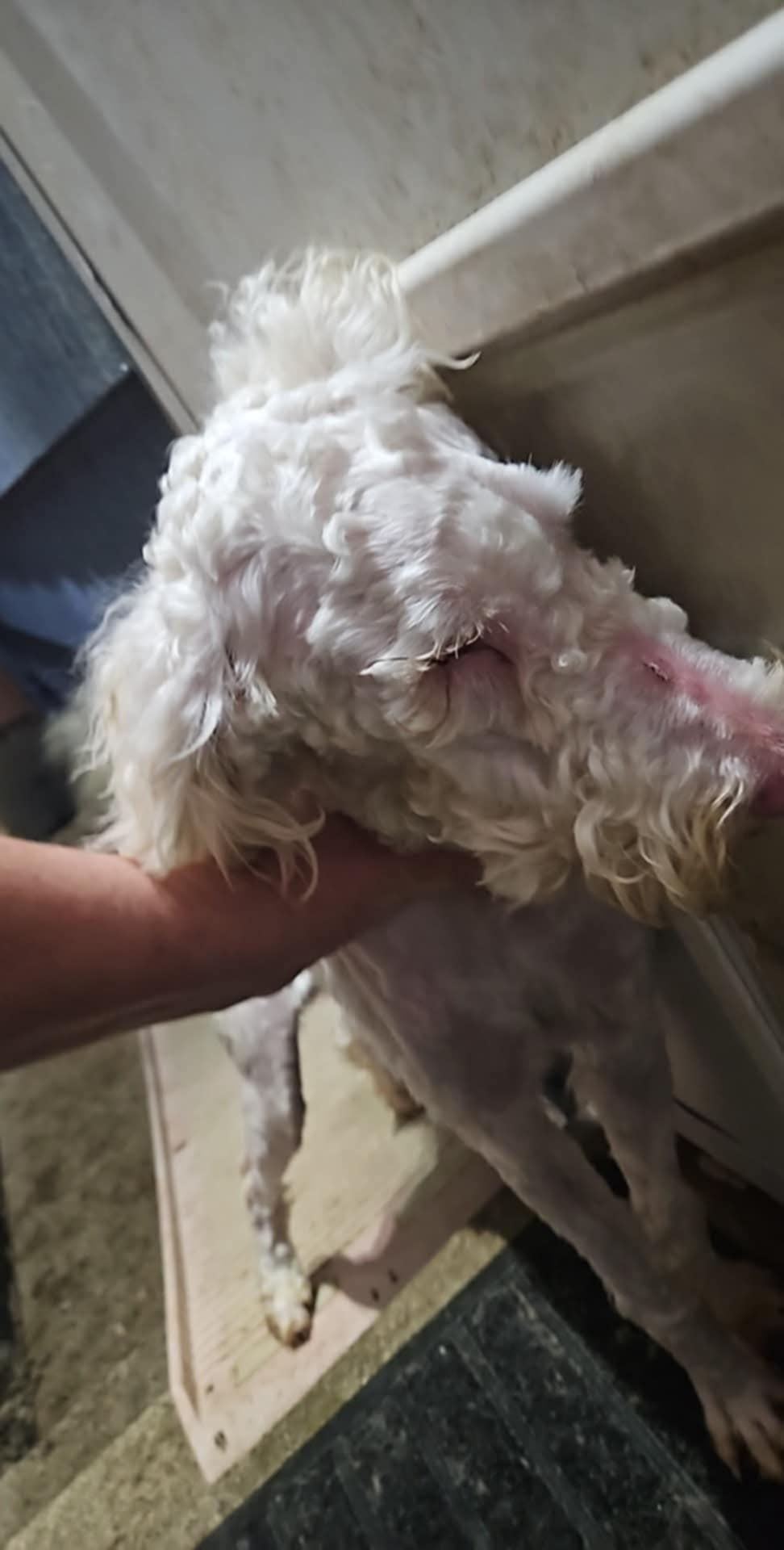 a8c337d7-b6a3-4dc6-83d5-4895ed97b178.jfif