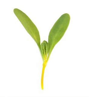 Yellow Chard Solo_edited.jpg