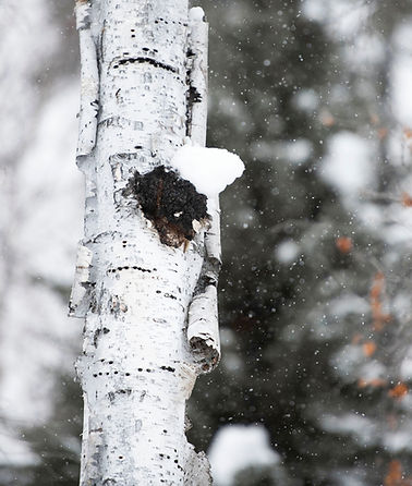 설원의 차가버섯.jpg