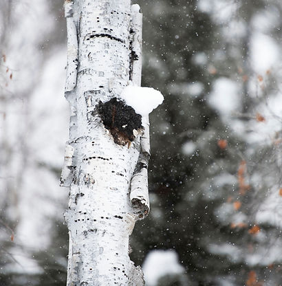 설원의 차가버섯.jpg