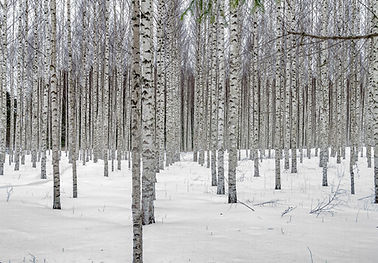 시베리아 자작나무 숲 겨울.jpg