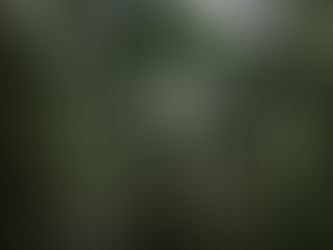 🌳Counting Trees, Losing Forests: The Hidden Truth Behind India’s Green Growth🌿