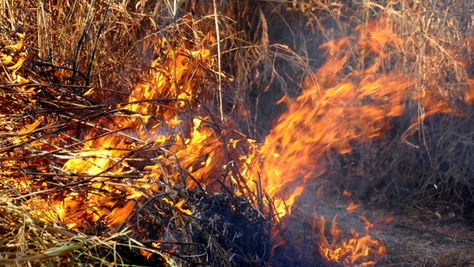 Cinzas deixadas pelos incêndios no Pantanal ameaçam ribeirinhos