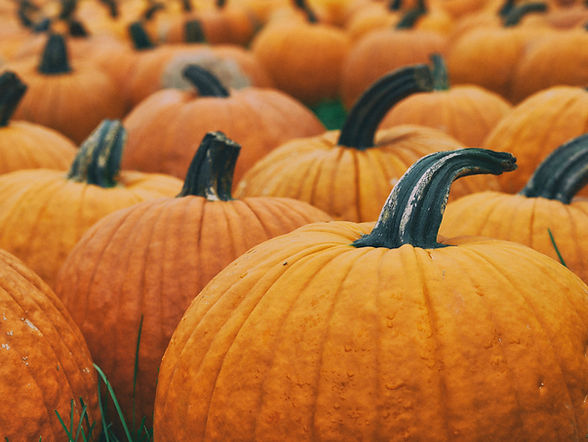 Pumpkins_edited.jpg