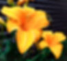 _MG_4427_edited_edited.jpg