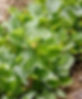 UWGRP_StartUp_UrbanFarm-111_edited.jpg