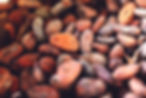 feve de cacao.jpg