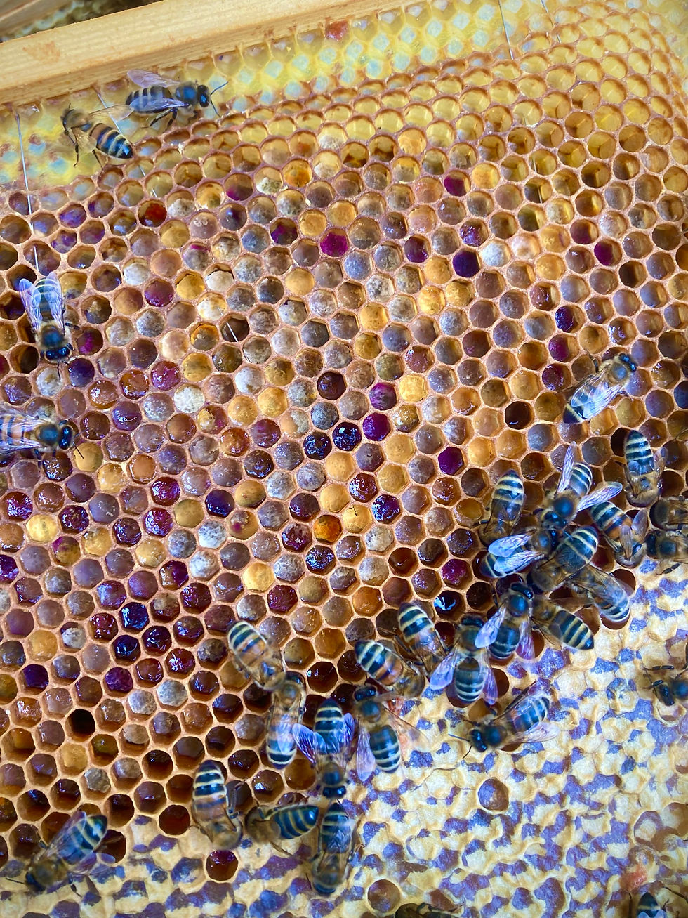 Thumbnail: The Pollen Poster 2nd Edition (UK Pollen identification)