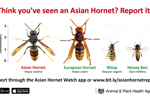 An image of an Asian Hornet in comparison to a European hornet, a wasp, and a honey bee