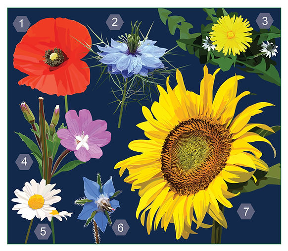 July 2025 challenge Flowers.jpg