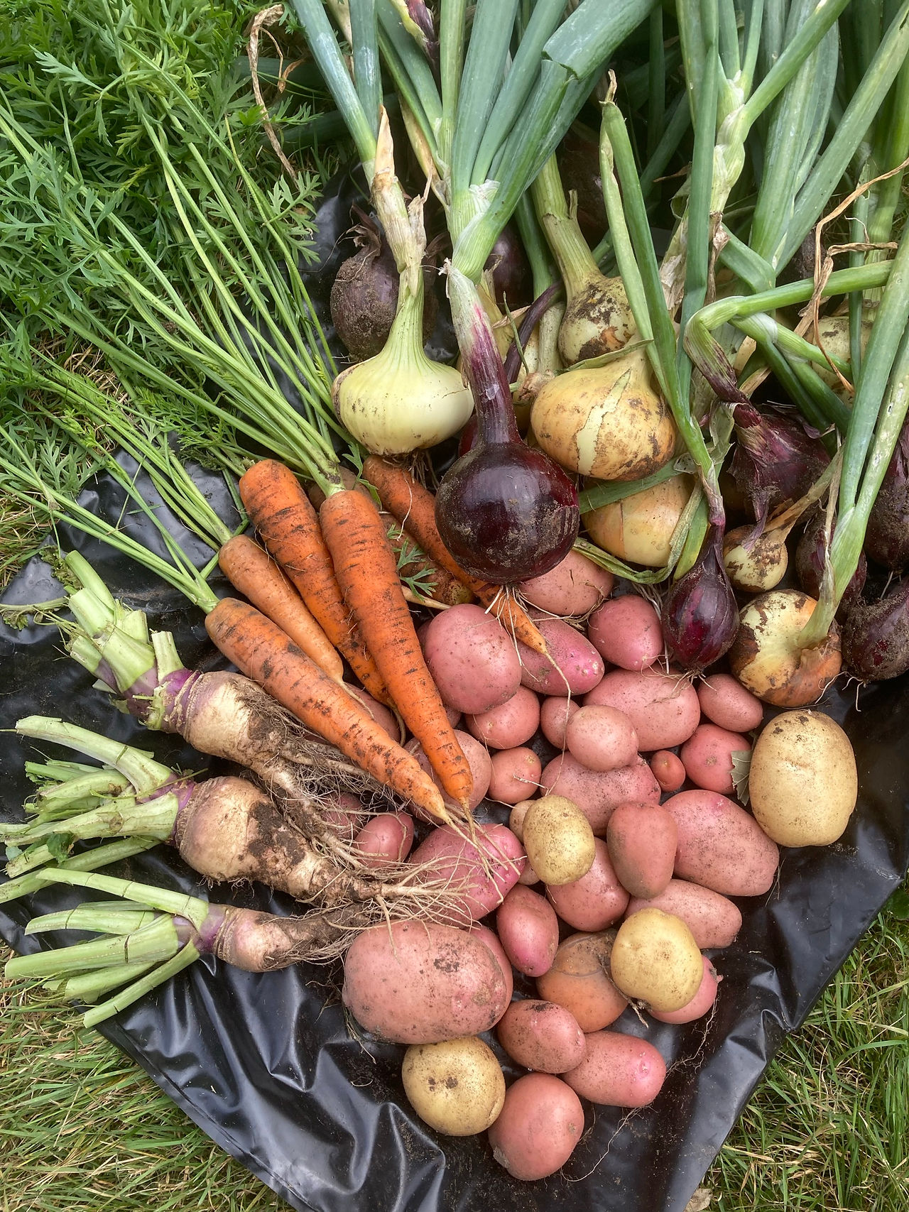 Grow some garden veg