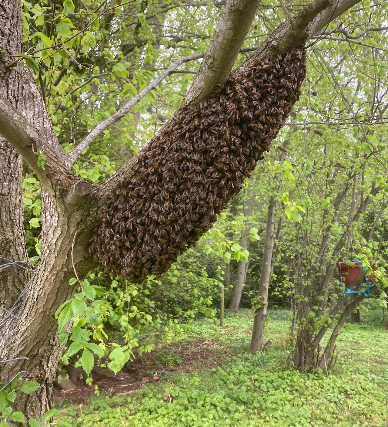 honeybee swarm on a branch