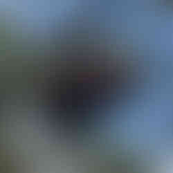 honeybee swarm high up in a tree