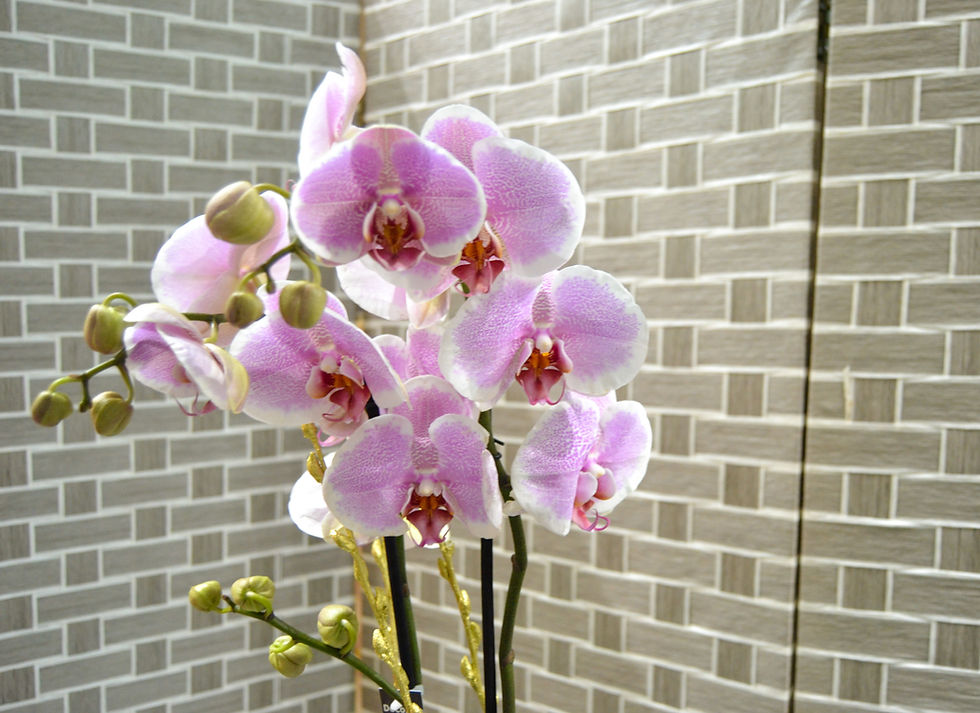 Miniatura: Orquídea con base y decoración