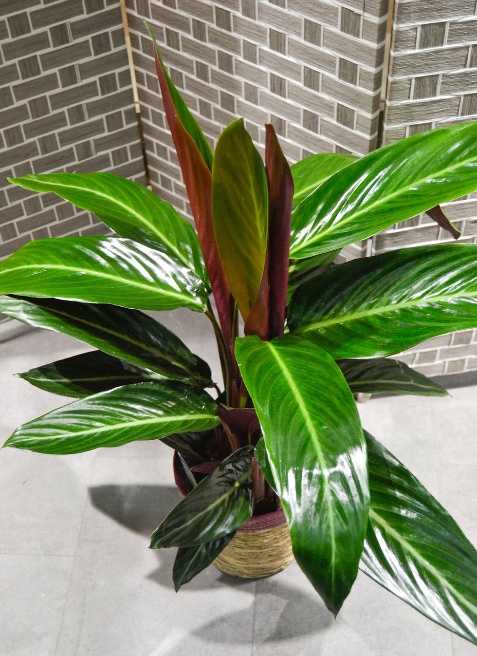 Miniatura: Calathea con cubremacetas