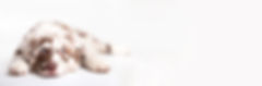 shutterstock_1008870721.jpg