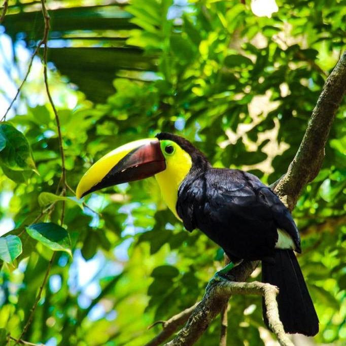 Tucan