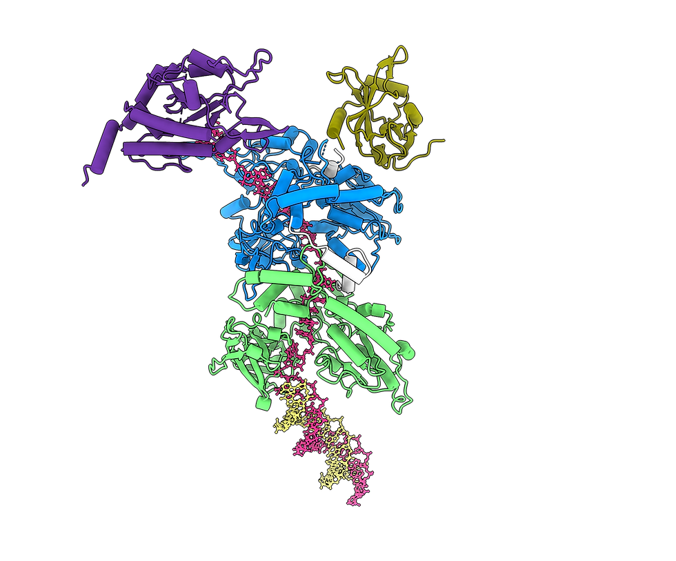 TraIFL_Model-dimer-2_2808