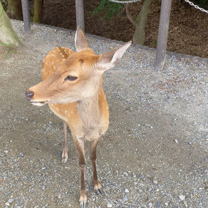 奈良公園